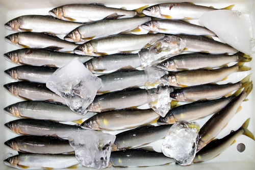 【由良川】2021年のアユ漁　竿漁約8倍、網漁は約2・5倍