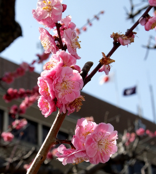 島原城400年、福知山市役所に咲く友好の梅