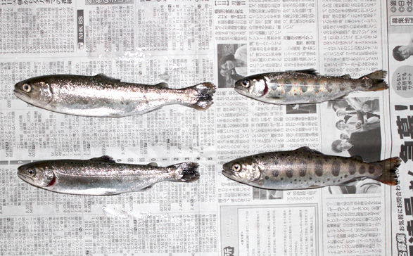  由良川支流でアマゴ釣り解禁　午前6時、記者の実釣リポート　　