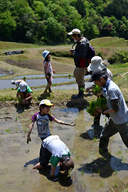 棚田で田植え