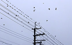 ツバメが次々と飛び立っていった