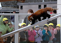レッサーパンダの「しらたま」