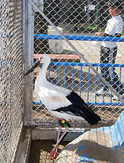 日の光を浴びて飼育舎内を歩くコウノトリ