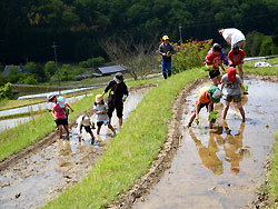 棚田に裸足で入り苗を植える