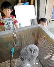 フクロウのヒナ