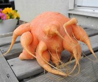珍しい形のニンジン