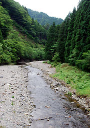 由良川の源流、芦生