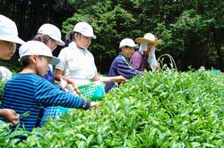 茶摘み