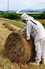 堤防の刈り草がロールにされている