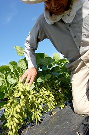 京夏ずきん