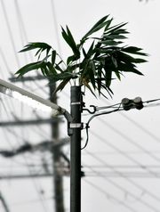 支柱の空洞から竹