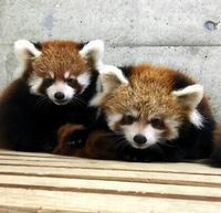兄の「光」（右）と弟の「秀」