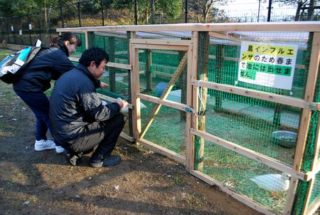 コールダックを新しく作った小屋に入れて飼育