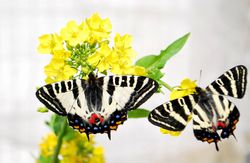 異常型のギフチョウ（左）と通常のチョウ