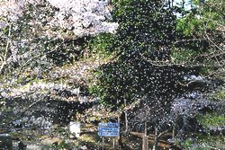 花びら舞う三段池公園