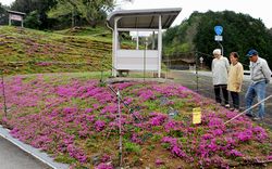 一部残ったシバザクラが咲く