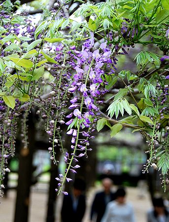 花穂を伸ばすフジ