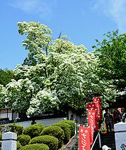 純白の花を咲かせたナンジャモンジャ