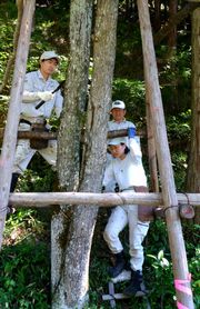 丹波の漆掻き