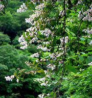 ウツギの花