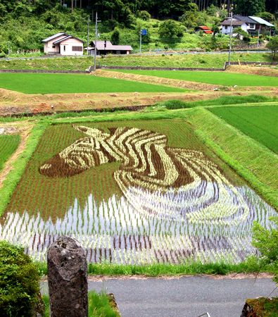 シマウマ