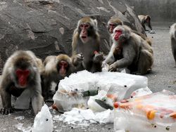 サルに氷のプレゼント