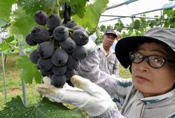 戸田ぶどう