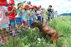 のり面に放されたヤギと触れ合う園児たち