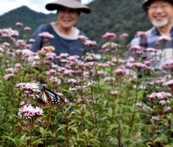 飛来したアサギマダラ