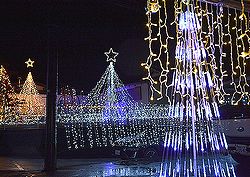 大きなツリーが並ぶ中央公園