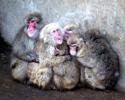 サル団子を作る猿ケ島のニホンザル