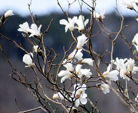 両丹日日新聞 丹後天橋立大江山国定公園に春 山肌に白くタムシバ咲く ニュース