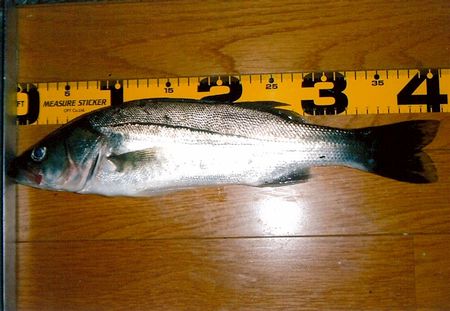 【大江】体長40センチ　由良川でセイゴ釣れ始める