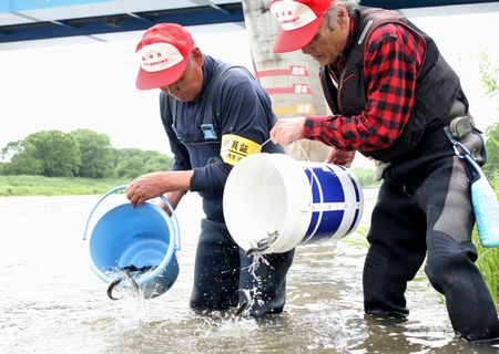 由良川にアユ3トン放流　6月の解禁を前に