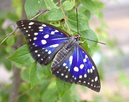 両丹日日新聞 国蝶オオムラサキ羽化 青紫色の羽広げ飛ぶ ニュース