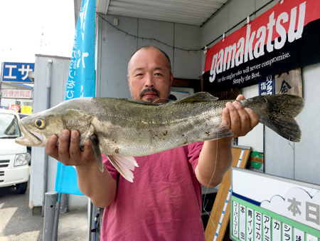 【由良川】ぶっこみ釣りで78センチのスズキ