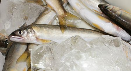【由良川】アユ漁本流は低調　渇水や餌不足など原因