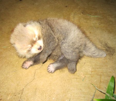 両丹日日新聞 レッサーパンダの赤ちゃんすくすく 福知山動物園 名前公募し9月に公開予定 ニュース