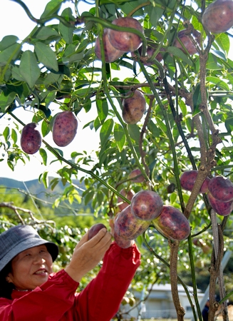 両丹日日新聞 栽培3年目 昨年の収穫5個が今年は800個 不老長寿の実 ムベ ニュース