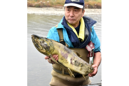 古里・由良川にサケ帰る　今季初60～70センチの雌雄5匹