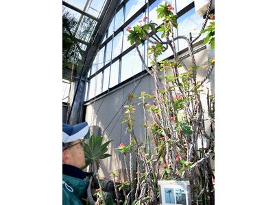 光秀ゆかりの福知山で「キリン」と名の付く植物が注目