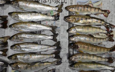 【由良川】アマゴ釣り 16日午前6時解禁