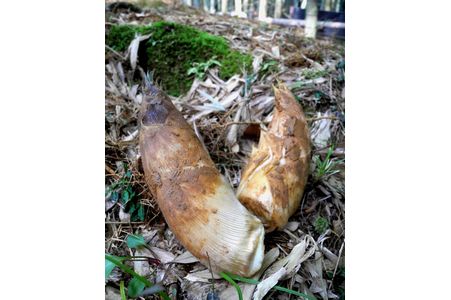 土の中に春の味覚　名産・報恩寺のタケノコ育つ