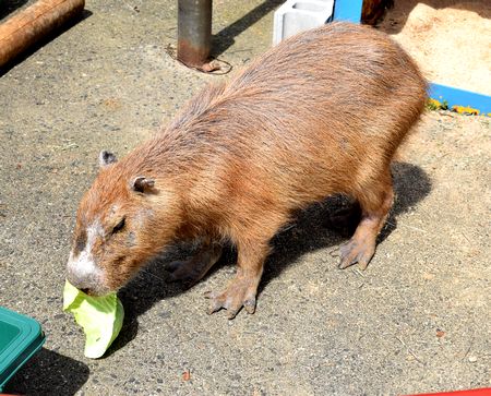 両丹日日新聞 カピバラが仲間入り 福知山市動物園 ニュース