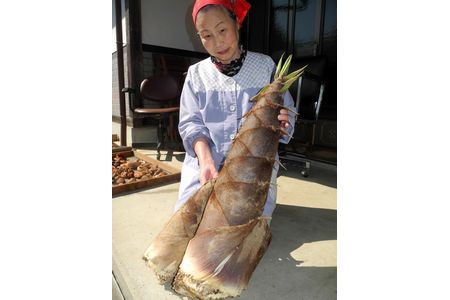 重さ5キロ、胴回り60センチのタケノコ　30分かけ収穫