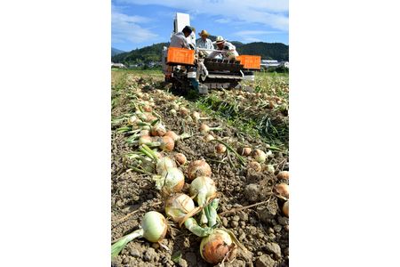 大きなタマネギ「鬼オン」収穫　サラダにしてコンビニへ