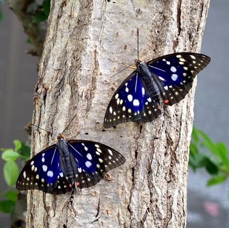 両丹日日新聞 青紫の森の宝石 国蝶オオムラサキが羽化 ニュース