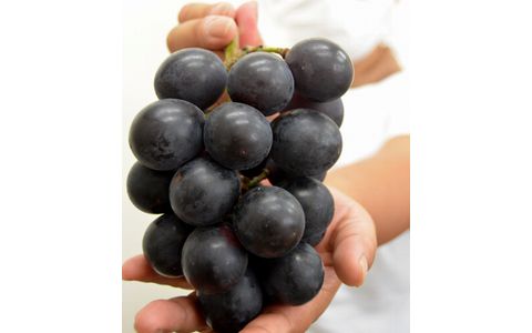 高齢化の生産組合からバトンタッチ　「はななみ」ブドウ甘く育つ