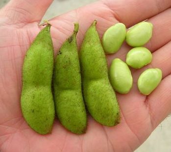 但馬を中心に拡大中「ひょうご枝豆3姉妹」　丹波黒、だだちゃを交配