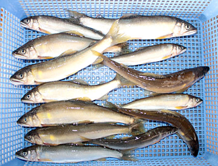 【由良川】来月から落ちアユ漁解禁　活性低いがサイズ大きく
